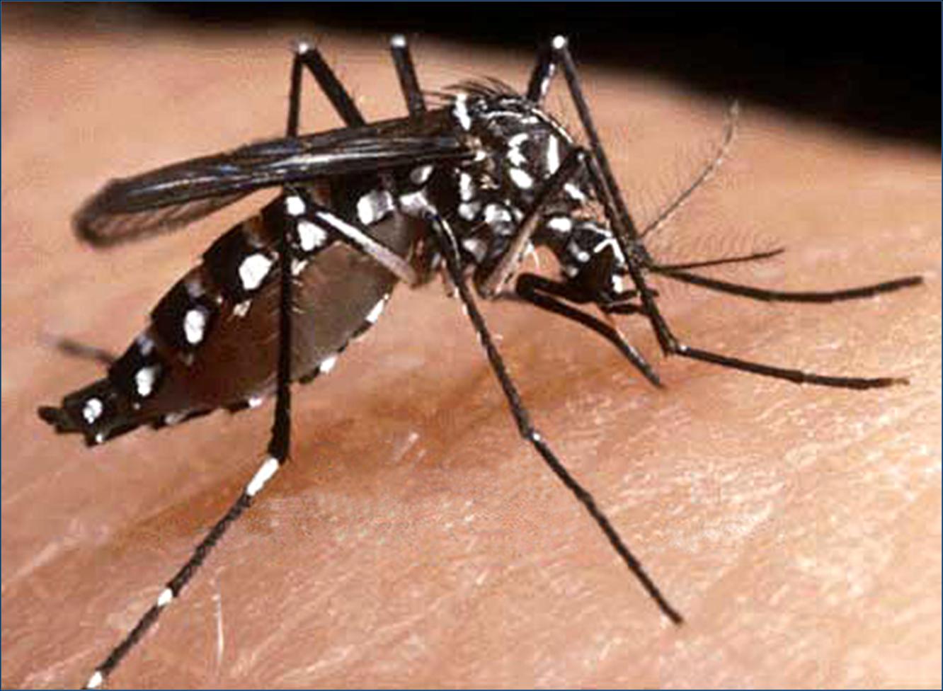 Salute. Dengue e malaria? guida ai sintomi e ai rimedi