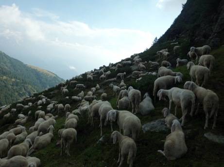 Pastorizia e biodiversità, a Calascio nuove masterclass gratuite per aspiranti pastori