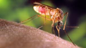 West Nile in Abruzzo: confermato il contagio da zanzara autoctona a Chieti