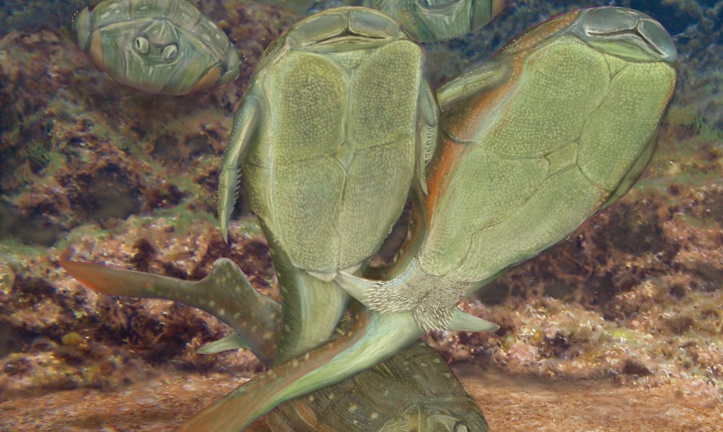 L’origine del sesso scoperta da scienziati australiani