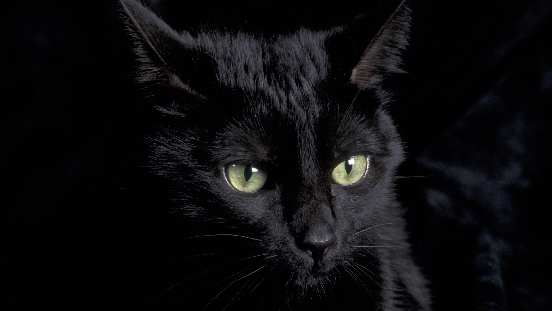 Animali: contro ogni superstizione oggi è il gatto nero…….