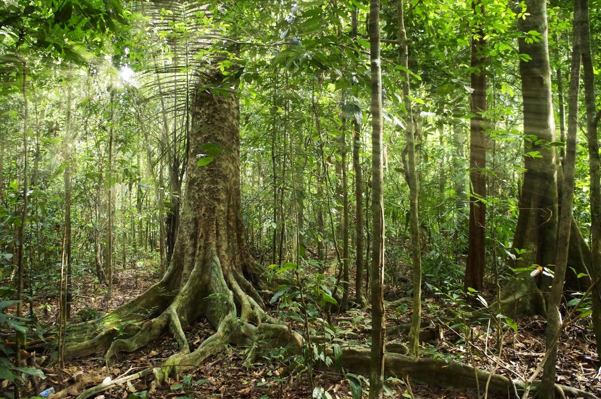 Più di 60 milioni di ettari di foresta verranno ripristinati