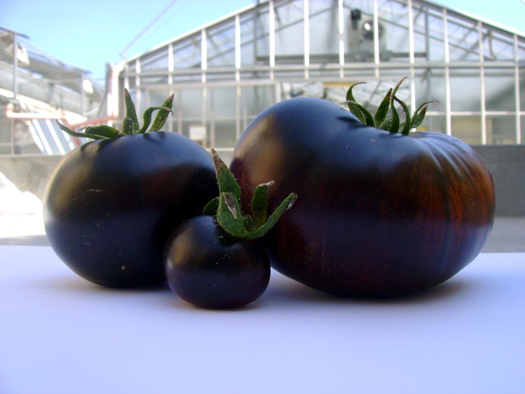 ‘SunBlack‘, il ‘pomodoro nero’ antitumore torna sulle tavole degli italiani