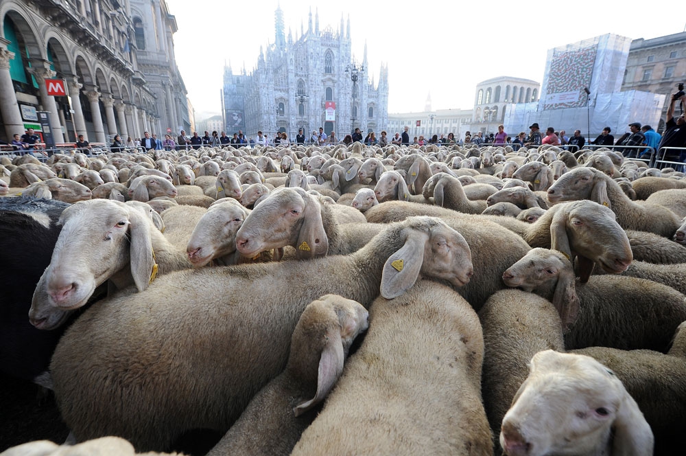 Cnr prova l’effetto gregge, uomini come pecore