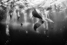 Primo premio, Whale whisperers, Isole Revillagigedo, Messico. (Anuar Patjane Floriuk, National Geographic traveler photo contest)