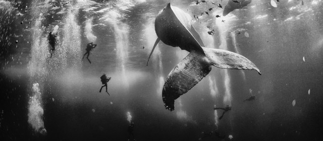 Primo premio, Whale whisperers, Isole Revillagigedo, Messico. (Anuar Patjane Floriuk, National Geographic traveler photo contest)