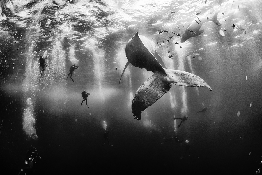 Primo premio, Whale whisperers, Isole Revillagigedo, Messico. (Anuar Patjane Floriuk, National Geographic traveler photo contest)