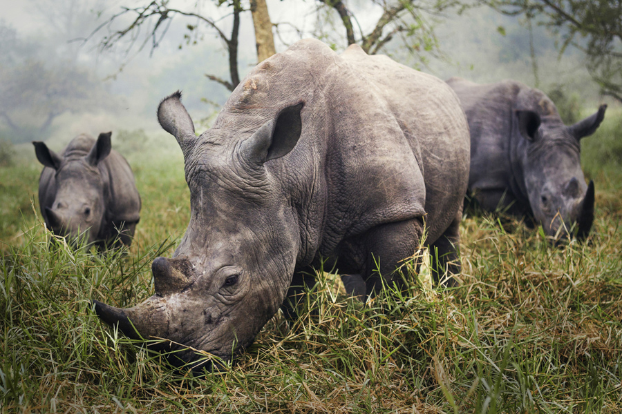 Menzione speciale, White rhinos, Uganda. (Stefane Berube, National Geographic traveler photo contest)