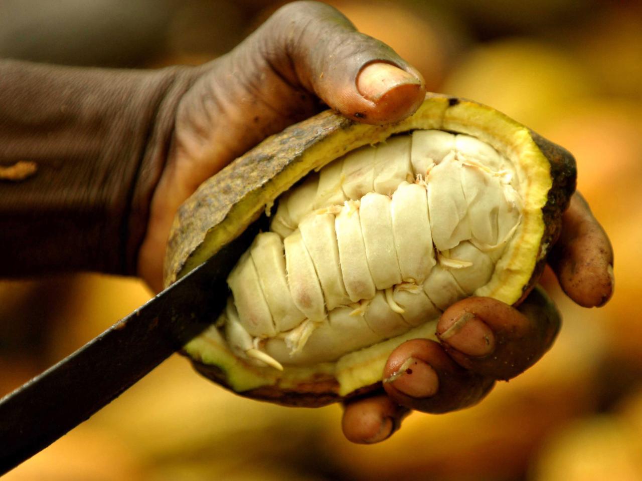 Clima: banane e cacao a rischio