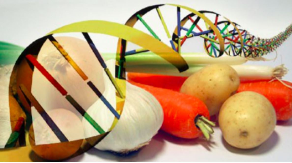 Gene-editing, Greenpeace su Ogm