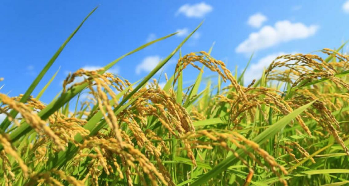 Confagricoltura: agrofarmaci in risicoltura, impiego sostenibile