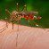 West Nile nel Chietino: confermata la diagnosi per una 75enne ricoverata