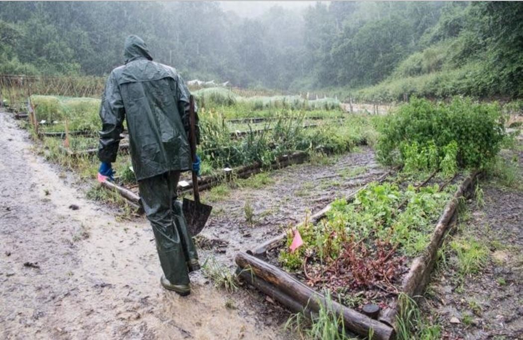 Maltempo: grandinata sulla Bergamasca: 90% danni nei vigneti e frutteti devastati