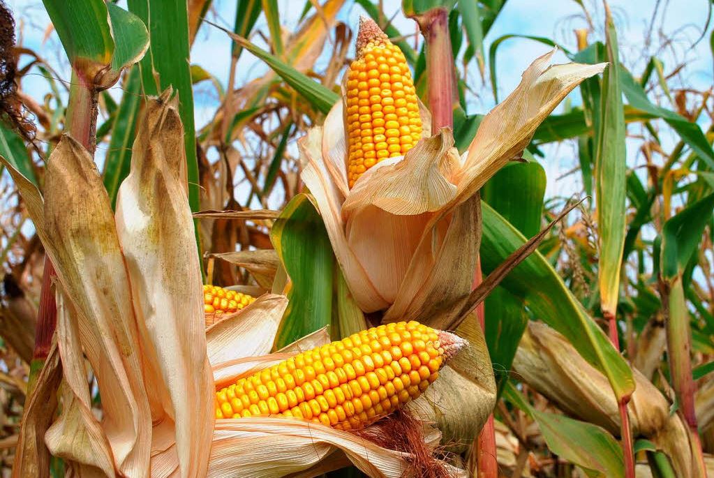 BMTI, Cereali: ancora in crescita i prezzi del mais