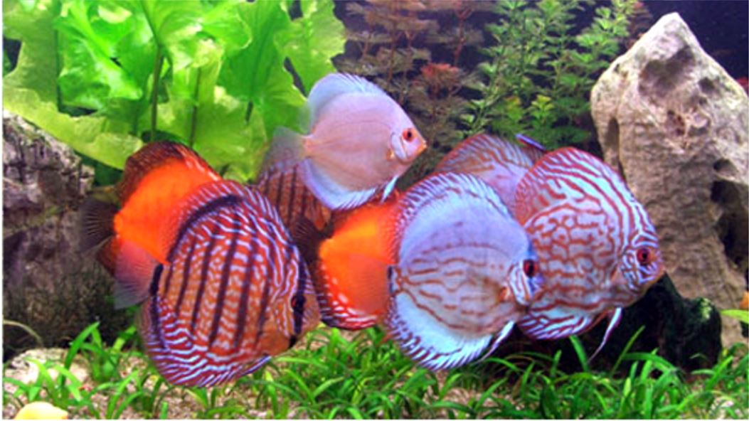 Zoomark lancia Aqua Project, l’area espositiva dedicata all’acquariofila