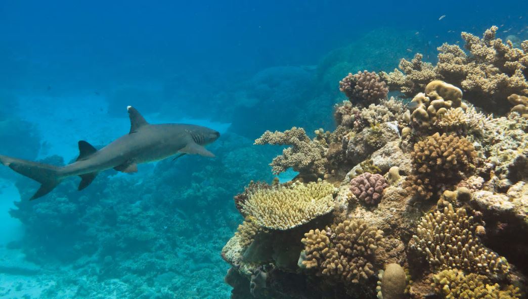 Squali, operazione salvataggio in Australia
