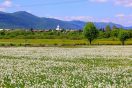 VALLE DEI NARCISI (1)