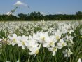 Narciso il fior di maggio: è in Ucraina la più grande riserva al mondo