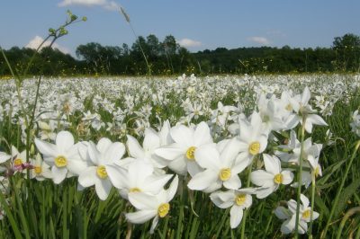 Narciso il fior di maggio: è in Ucraina la più grande riserva al mondo