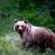 Abruzzo, il WWF rilancia il “Tour della Coesistenza Uomo-Orso” nel Parco della Maiella
