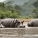 In Colombia si valuta l’abbattimento degli ippopotami di Pablo Escobar, ormai fuori controllo