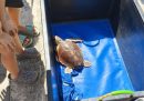 Italian Turtle Day 2025: nove tartarughe marine tornano in libertà, l’Italia si mobilita per salvare il Mediterraneo