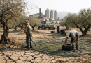 Siccità e ondate di calore: criticità per oliveti e frantoi