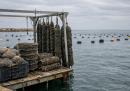 Coldiretti Abruzzo: allarme surriscaldamento marino per i mitilicoltori