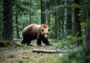 Orso marsicano, la nuova stima porta a 81 gli esemplari in Appennino