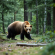 Orso marsicano, la nuova stima porta a 81 gli esemplari in Appennino