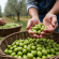 AIFO, richiesta al Governo di estendere a 24 ore i tempi di consegna delle olive